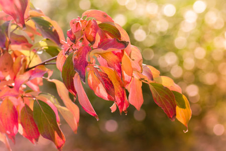 autumn leaves, very shallow focusの写真素材