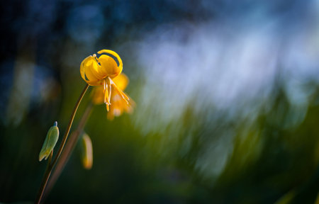 Yellow Fawn-lily in the evening gardenの写真素材