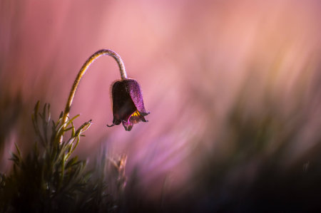 Pasque flower in early morning.