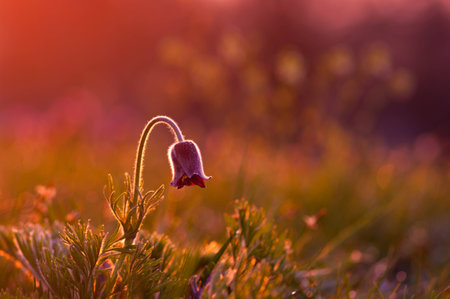 Pasque flower in early morning.