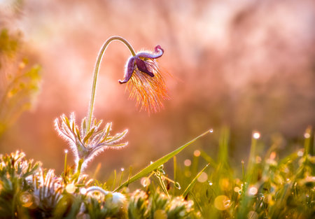 Pasque Flower In Morning Lightの写真素材