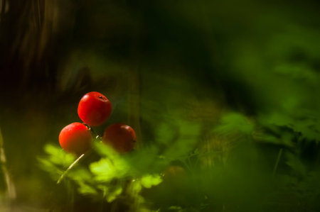 Bright Red Berries Poisonous in forest, Dioscorea communis