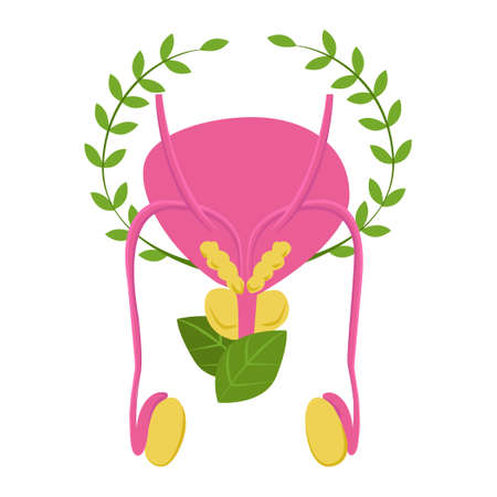 Vector illustration abstract male reproductive system on plant background. Concept urology, men s...