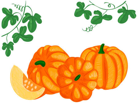 Vector illustration with set of pumpkins in different positions, vegetable painted background. There is empty space for text. Concept vegetables, crops, food, farming.のイラスト素材