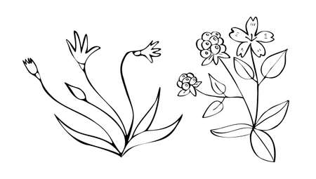 image with set, collrction field plants, flowers.のイラスト素材
