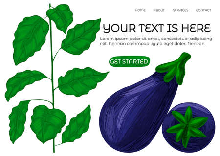 home page layout, eggplant and its plant, buttonのイラスト素材