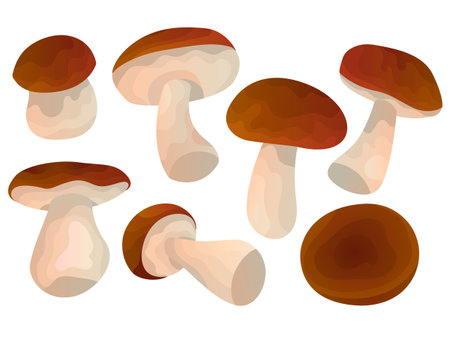 Vector set with a wild White isolated tubular Mushrooms and a red, brown hat in different positions white background. Concept of food. You can use elements in web design, banners, etc.のイラスト素材