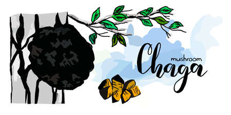 Vector drawn illustration with part of Wild birch Tree and Chaga Mushroom Growing on it. There is lettering text Chaga. Sky background, branches, leaves. Concept ingredients for a drink, coffee, tea.のイラスト素材