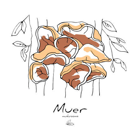 draw mushroom muer, an Auricularia auricula judaeのイラスト素材