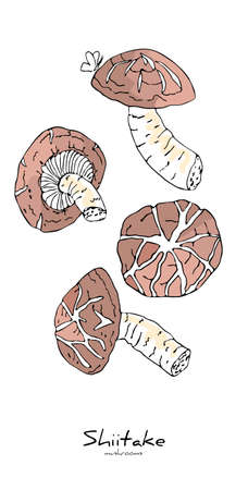 illustration with a set of Shiitake mushrooms.のイラスト素材
