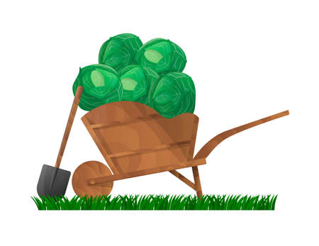 a wooden cart, inside which there are cabbagesのイラスト素材