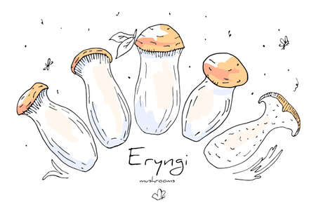 Vector linear doodle set of Asian mushrooms Eringa, oyster mushrooms steppe. Concept natural, organic ingredient, spices of Asian, European cuisine. You can use elements in web design, banners, etc.のイラスト素材