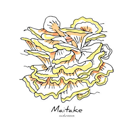 Vector isolated illustration of Group Mycelium Mushrooms Grifola frondosa, Maitake. Line style, Doodle. You can use this objects in postcards, web design, etc. Concept of natural, fresh, raw foods.のイラスト素材