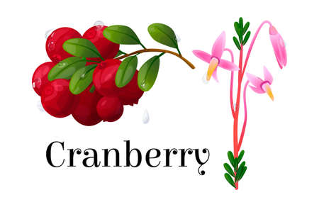 Vector realistic isolated illustration of scheme branch with cranberry berries and sprout with flower. Text name shrub. Concept botany, plant, berry, food, fruit. You can use in web design, card, etc.のイラスト素材