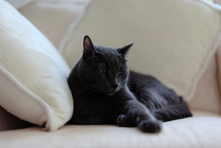 Blue Russian cat resting on white sofa.の写真素材