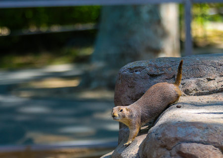 Prairie dog on a rock in the zoo. Close up.の写真素材