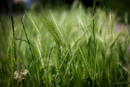 green ears of grass spikelets on a background of green grass in the fieldの写真素材