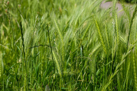 green ears of grass spikelets on a background of green grass in the fieldの写真素材