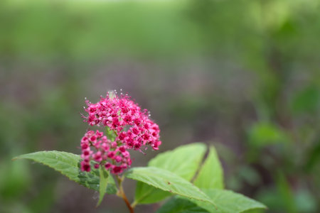 Spiraea japonica, Japanese meadowsweet, Japanese spiraea in a garden