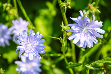 Blue flowers of chicory in the garden. Selective focus.