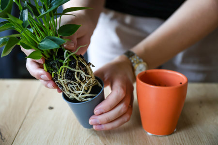 A woman planting Anthurium, close-up