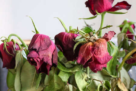 Wilted red roses on a white backgroundの写真素材
