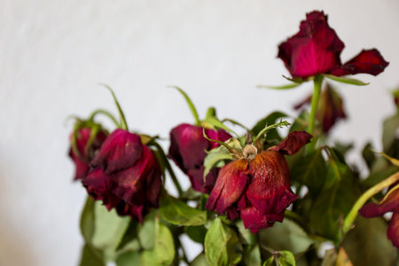 Wilted red roses on a white backgroundの写真素材