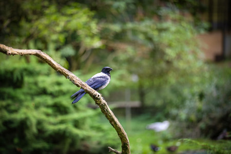 A magpie sits on a branch.