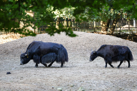 Wild black yak in the zoo
