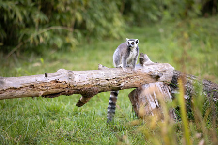 Lemur sitting on a log
