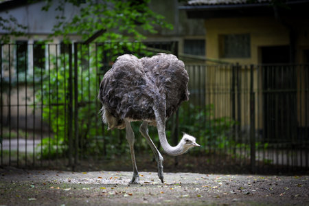 Ostrich in the zoo in Rostockの写真素材