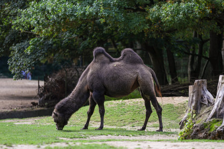 Brown bactrian, double humped camel in zooの写真素材