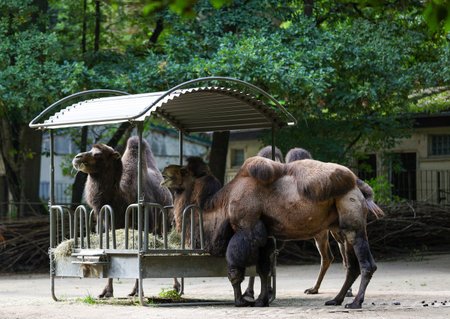 A group of brown bactrian, double humped camels eatingの写真素材