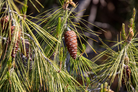 Coniferous tree branch with cones outdoors, closeup