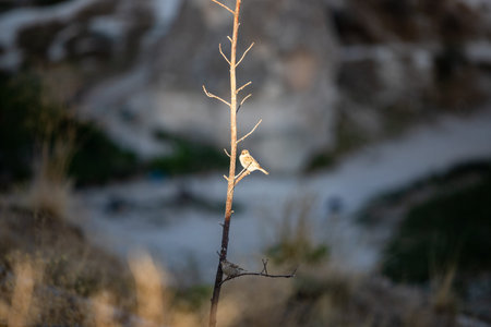 A sparrow seating on a twig under the sunlight in Cappadocia, Turkeyの写真素材