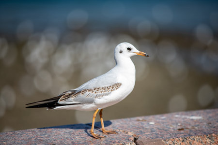 Black-headed seagull or chroicocephalus ridibundus, close-up