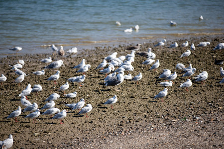 Flock of black-headed seagull or chroicocephalus ridibundus on the beachの写真素材
