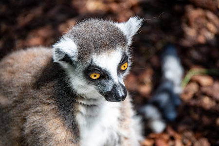 A portrait of a ring-tailed lemur with bright yellow eyes