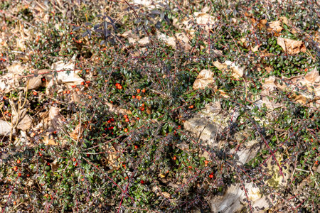 Rosehip berries on the bush in early spring