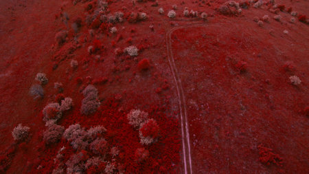 Beautiful forest top view shot from the droneの写真素材
