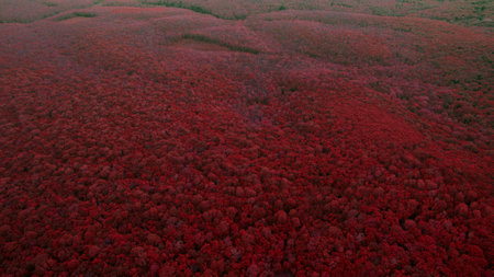 Beautiful forest top view shot from the droneの写真素材