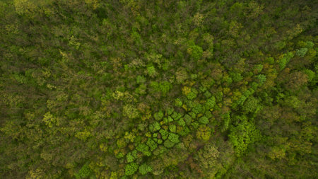 Beautiful forest picture from above