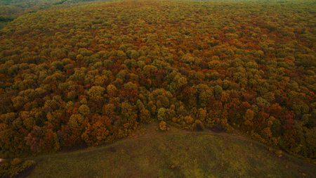 Beautiful forest from above