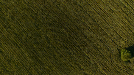 Beautiful landscape of a green field view from above