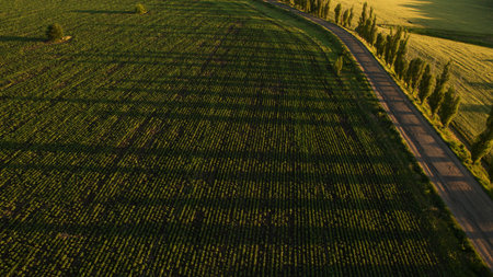 Beautiful field view from aboveの写真素材