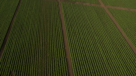 Different fields view from aboveの写真素材