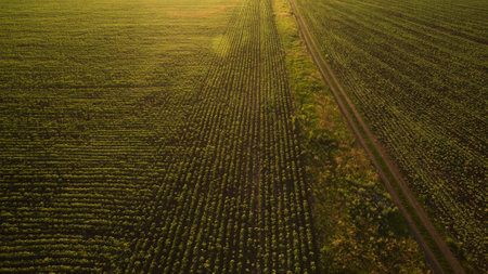 Beautiful field view from aboveの写真素材