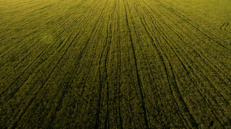 Beautiful landscape of a green field view from aboveの写真素材