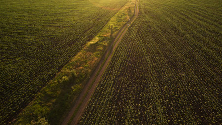 Beautiful field view from aboveの写真素材