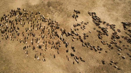 Herd of sheep grazing top viewの写真素材